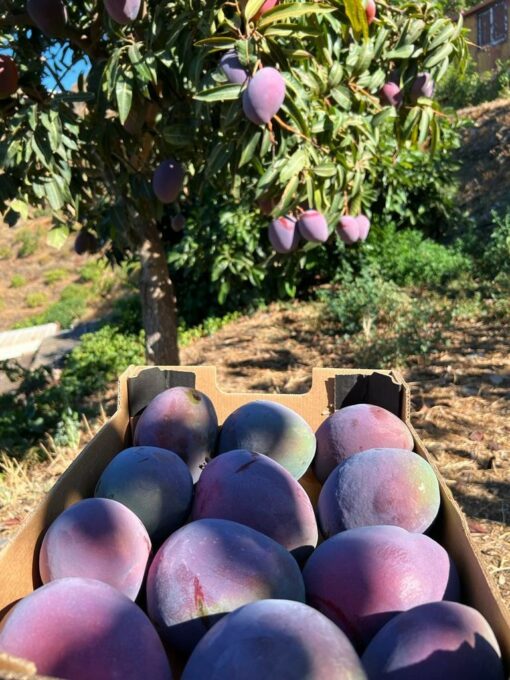 Reife Mango Kaufen Bestelle Dir Wilde Mangos Von Tollen Bio Erzeugern