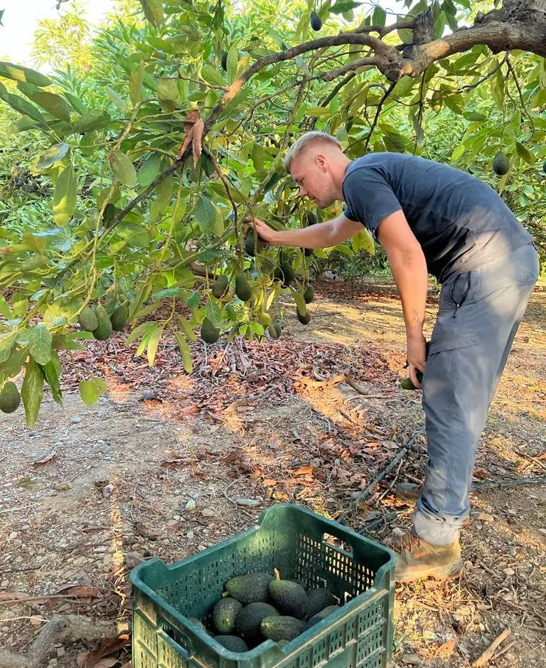 Bio Avocado Hass online bestellen Trübenecker de liefert Dir Bio Exoten