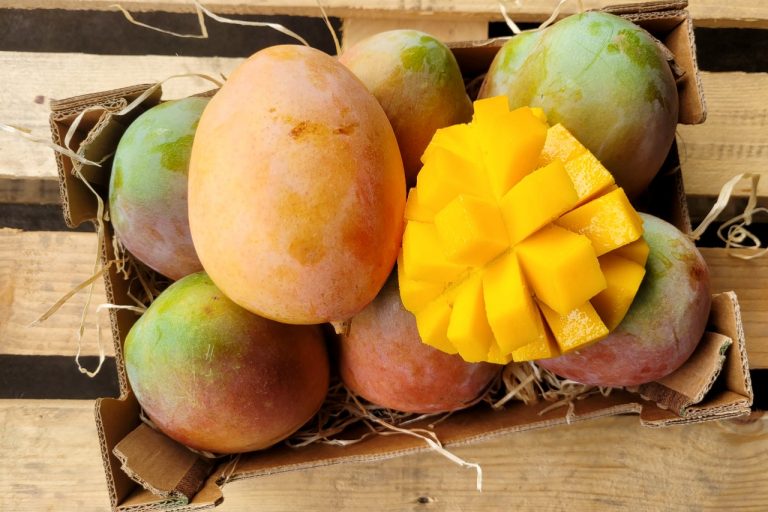 Bio Mango Keitt Online Bestellen Tr Benecker De Liefert Dir Bio Mangos