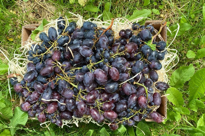 bio trauben mit kern kaufen