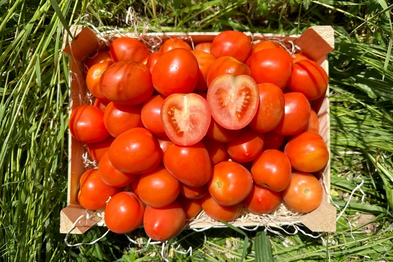 eiertomaten kaufen