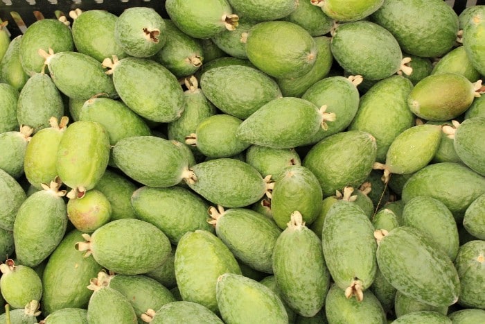 feijoa kaufen