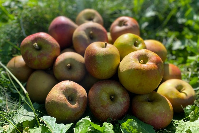 apfel boskoop kaufen