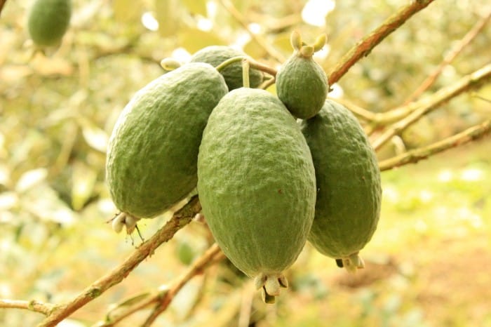 feijoa kaufen