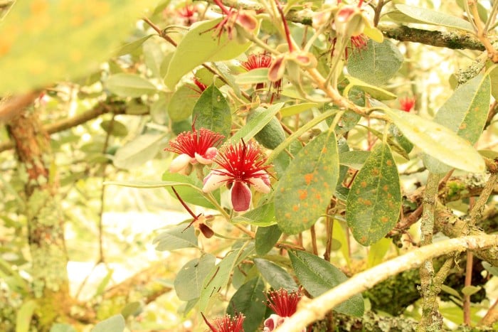 bio feijoa