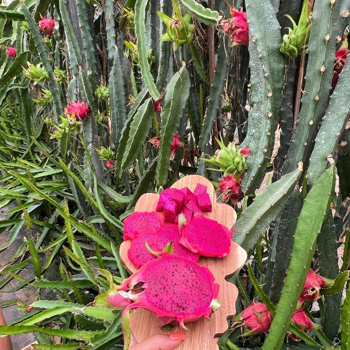 drachenfrucht rot kaufen