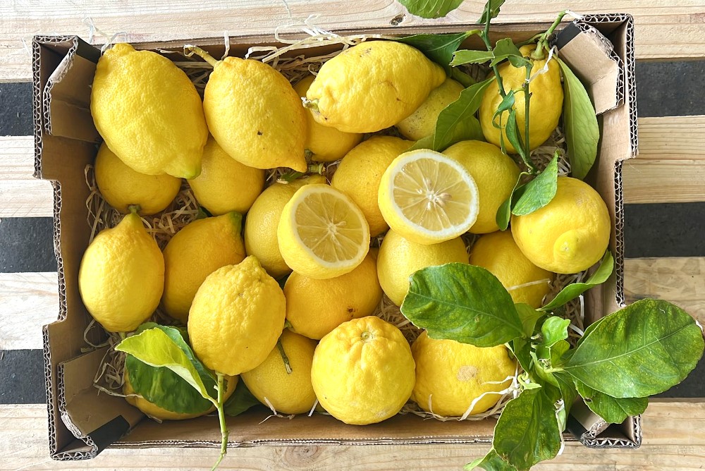 Zitronen Truebenecker von Bio Salvatore Box Amalfi Original Aceto | 3kg