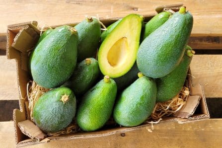 avocado fuerte kaufen