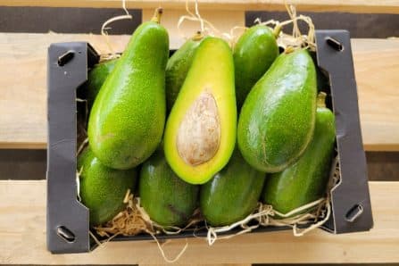 bio avocado spanien kaufen