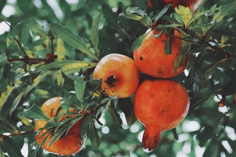 granatapfel kaufen