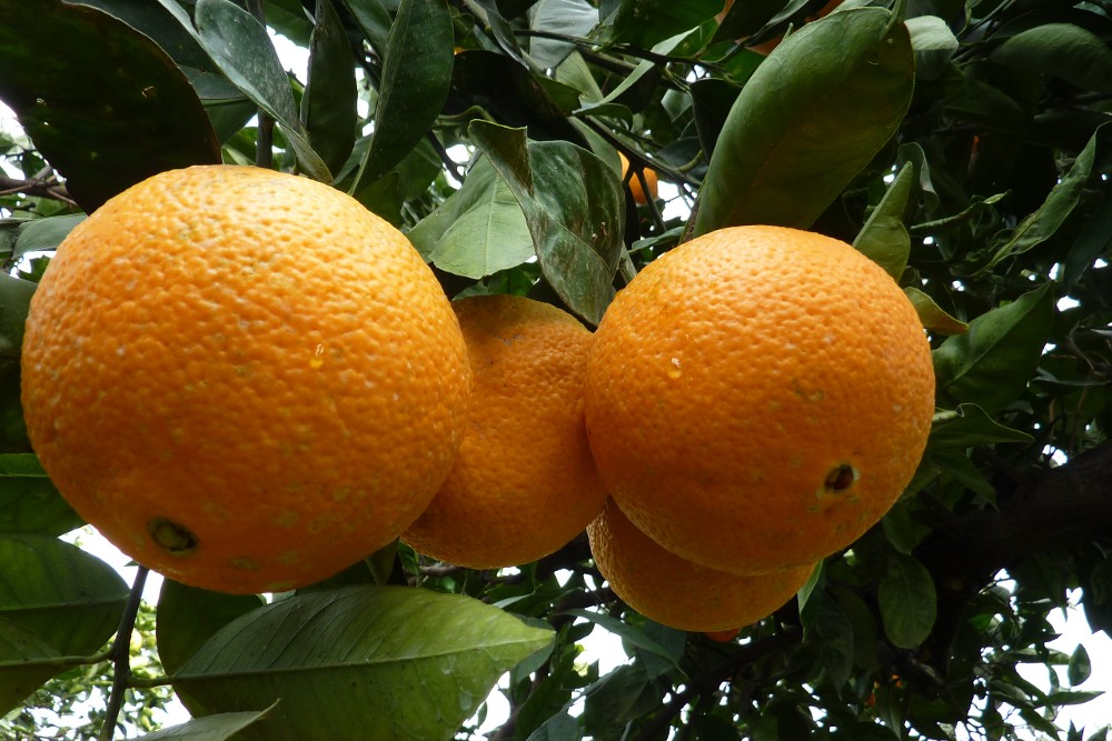 Bio Truebenecker Orangen | \