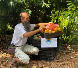 bio mango kaufen