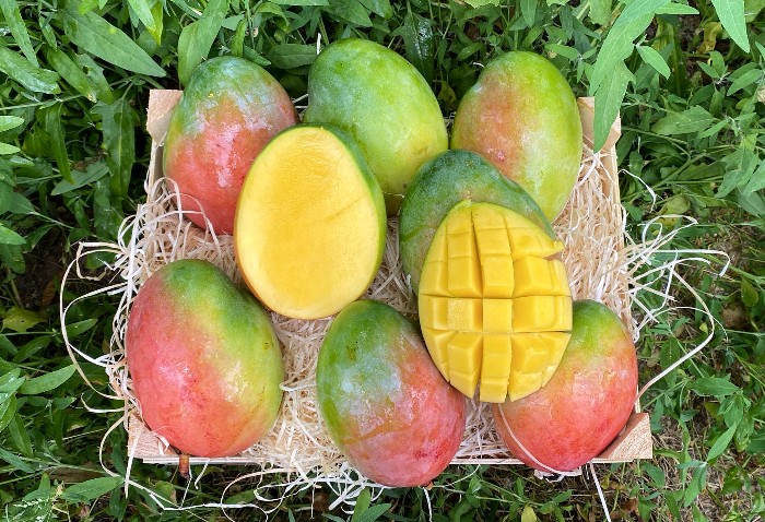 mango keitt kaufen