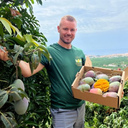 mangos osteen spanien kaufen