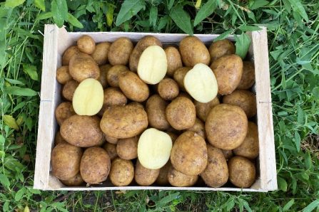 bio kartoffeln mehlig kaufen