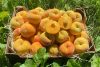 bio pfirsiche vom erzeuger kaufen