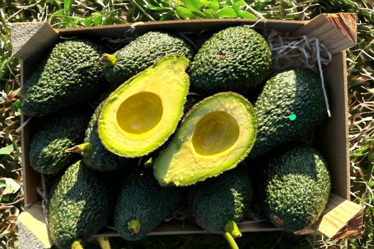 Avocado kaufen - Bestelle dir naturbelassene Avocados frisch vom Baum!