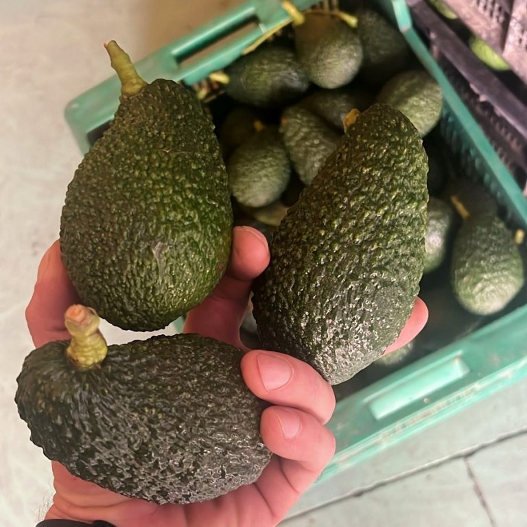 Avocado kaufen - Bestelle dir naturbelassene Avocados frisch vom Baum!