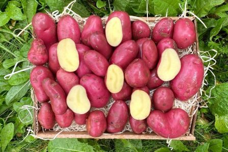 rubis kartoffel aus frankreich kaufen