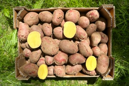 bio kartoffel dalida kaufen