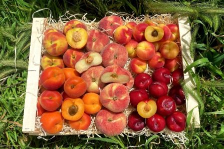 bio nektarinen und pfirsiche kaufen
