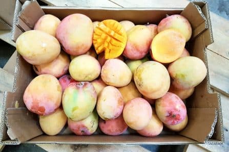 tropigold mangos kaufen