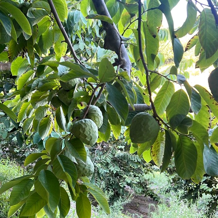 cherimoya adoptieren