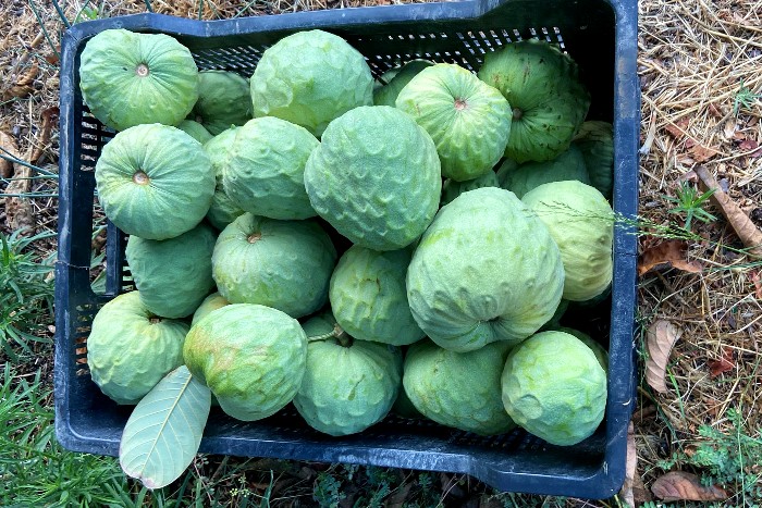 cherimoya kaufen