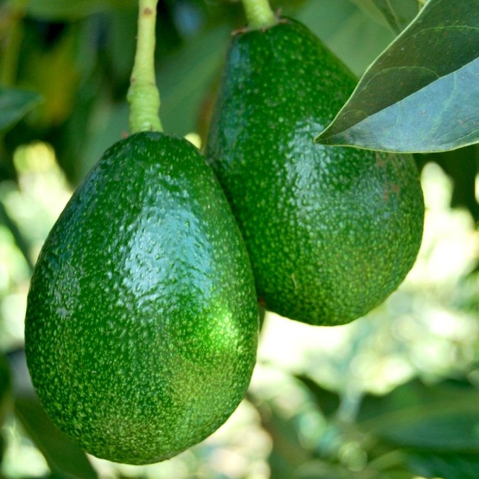 bio avocado aus sizilien