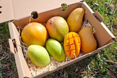 bio mangos kaufen